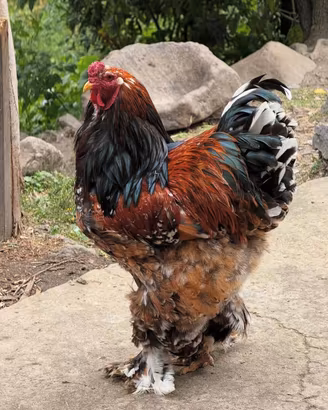 Galline