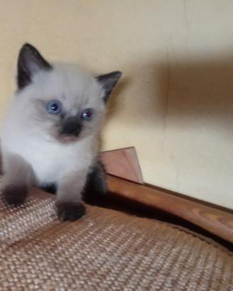 Cuccioli di gatto simil-thai