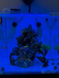 Acquario marino completo 80L +  pari al nuovo