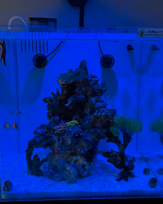 Acquario marino completo 80L pari al nuovo