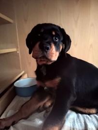 Cucciolo Rottwailer