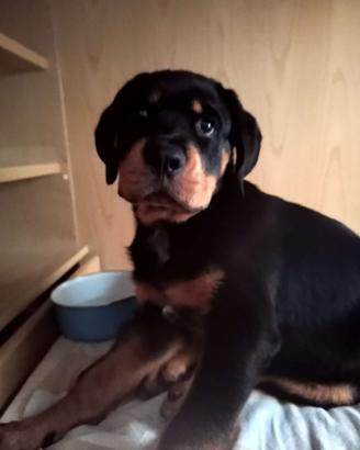 Cucciolo Rottwailer