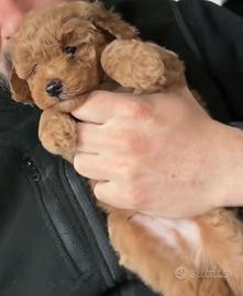 Barboncini toy e mini toy