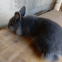 Coniglio nano
