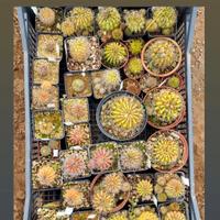 Echinopsis eyriesii e ibrido 