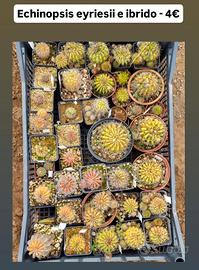 Echinopsis eyriesii e ibrido 