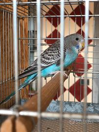 Cocorite faccia nera ala nera (bf/bw)