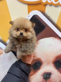 Volpino di Pomerania miny toy maschio 3773094650
