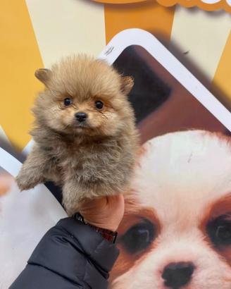 Volpino di Pomerania miny toy maschio 3773094650