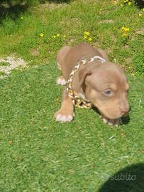Pitbull tricolor