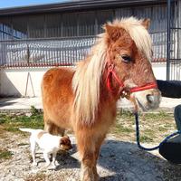 Pony femmina
