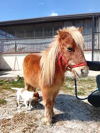 Pony femmina