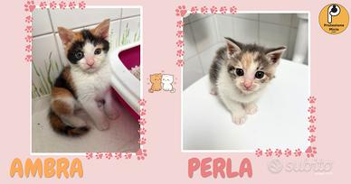 Ambra e perla