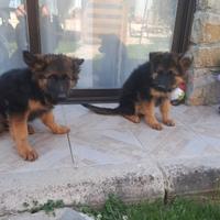 Cuccioli di pastore tedesco