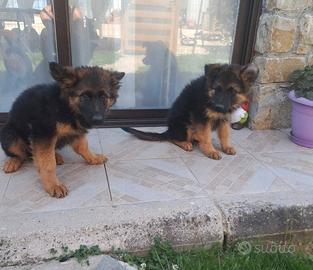 Cuccioli di pastore tedesco