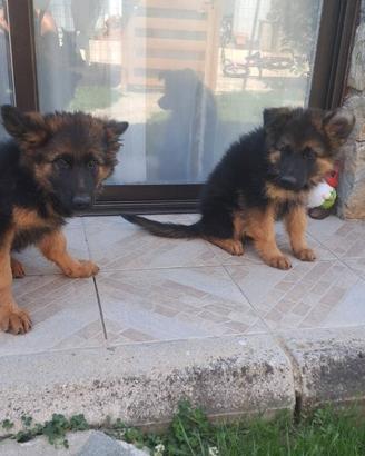 Cuccioli di pastore tedesco