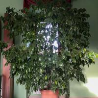 Ficus Benjamin