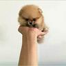 omar-volpino-spitz-di-pomerania-toy-pag-rate