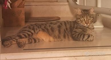 Splendido gattino castrato e vaccinato Lancillotto