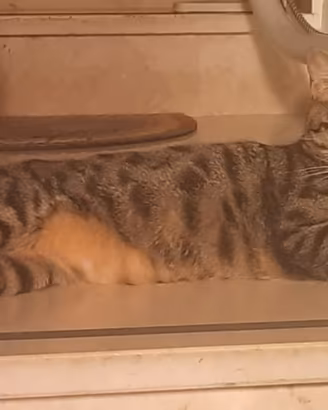 Splendido gattino castrato e vaccinato Lancillotto