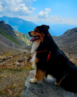 Australian Shepherd disponibile per monta