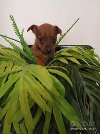 Pincher mini mini toy