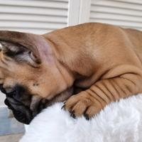 Cuccioli di bulldog francesi rossi maschi femmine