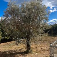 Piante di ulivo secolari