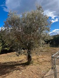 Piante di ulivo secolari
