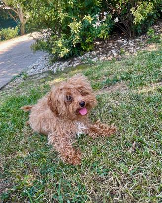 Cuccioli di barboncino Toy