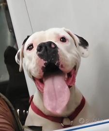 Dogo Argentino