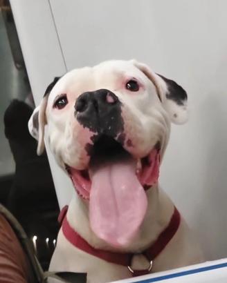 Dogo Argentino