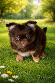 Chihuahua tri colore cioccolato