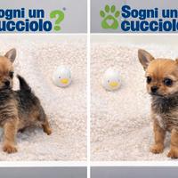 Chorkie teacup da Chiuhuahua e Yorkshire