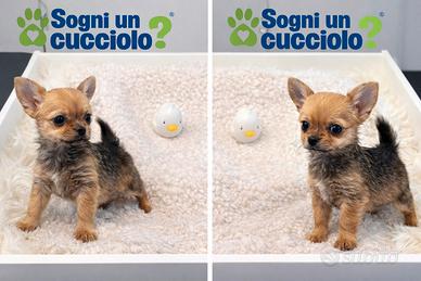 Chorkie teacup da Chiuhuahua e Yorkshire