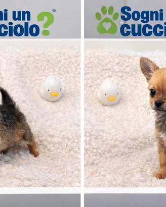 Chorkie teacup da Chiuhuahua e Yorkshire