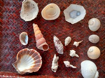 lotto di conchiglie marine 