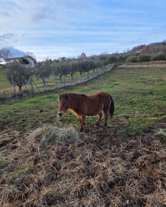 Pony