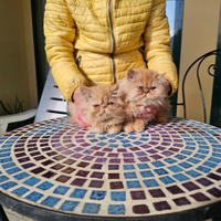 Cuccioli gatti persiani