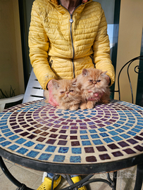 Cuccioli gatti persiani