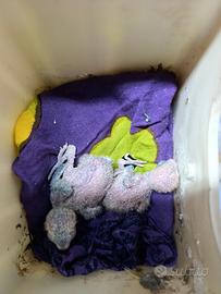 Coppia pulli inseparabili