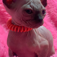 Sphynx cucciolo pedigree