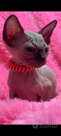 Sphynx cucciolo pedigree