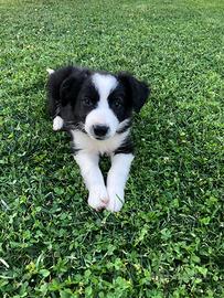 Cuccioli di border collie