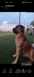 Cane corso color Formentino