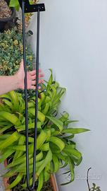 set 4 gambe a forcina 86 cm