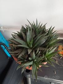 pianta grassa