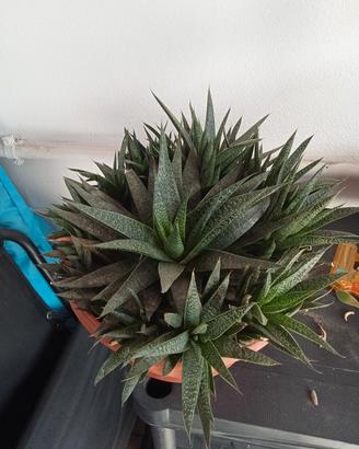 pianta grassa