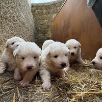 Cuccioli di Pastore Maremmano Abruzzese