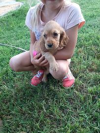 Cocker Spaniel maschietti dolcissimi